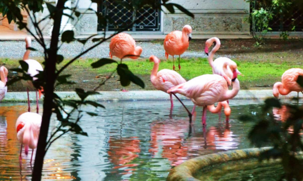 Fenicotteri Villa Invenizzi