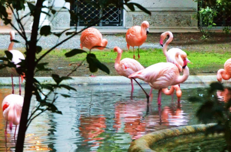 Fenicotteri Villa Invenizzi