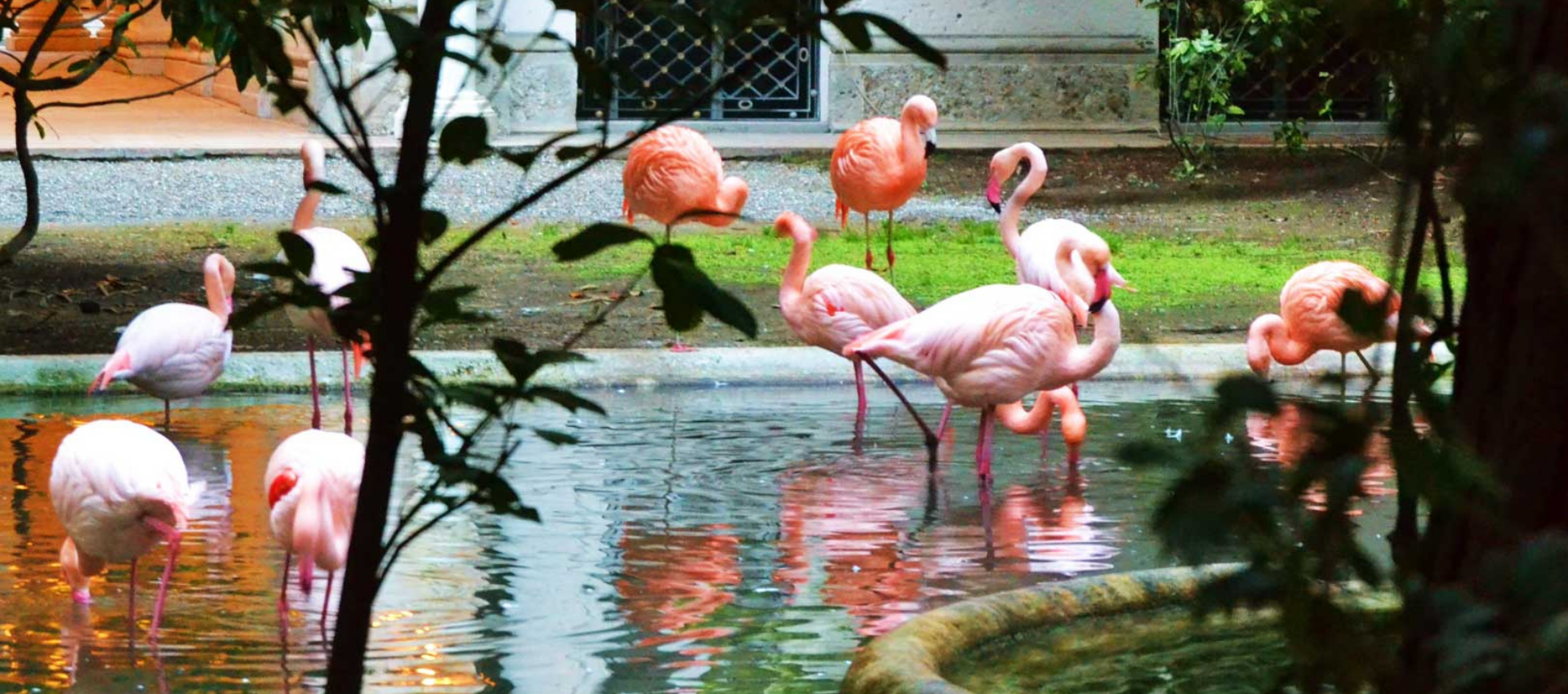 Fenicotteri Villa Invenizzi