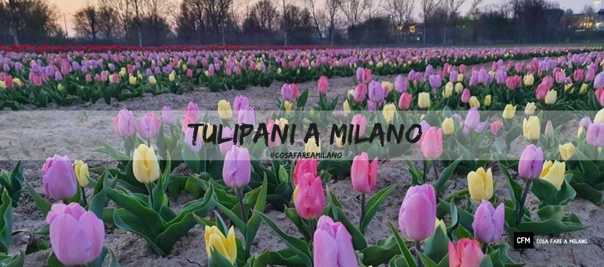 Tulipani a Milano