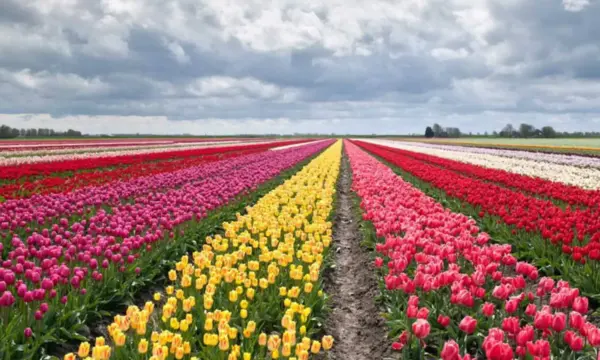 Tulipani Milano