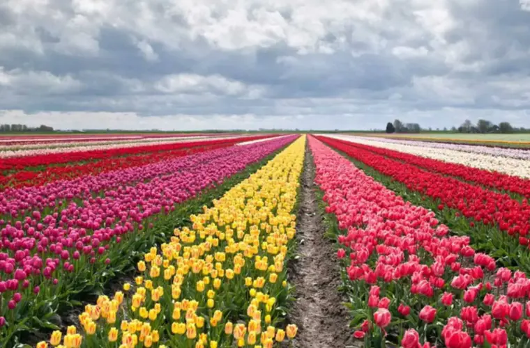 Tulipani Milano