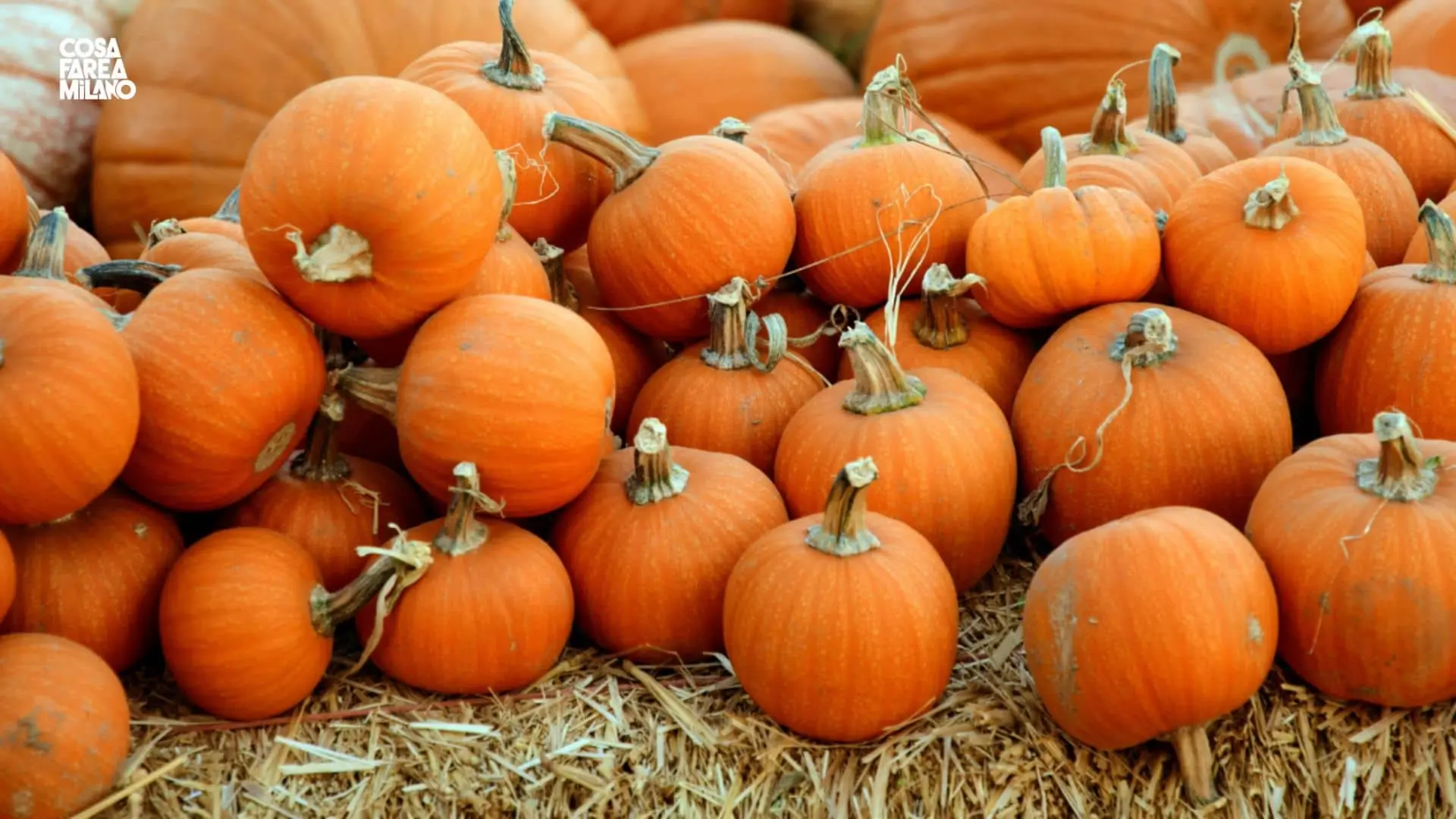 Zucca Oasi Milano