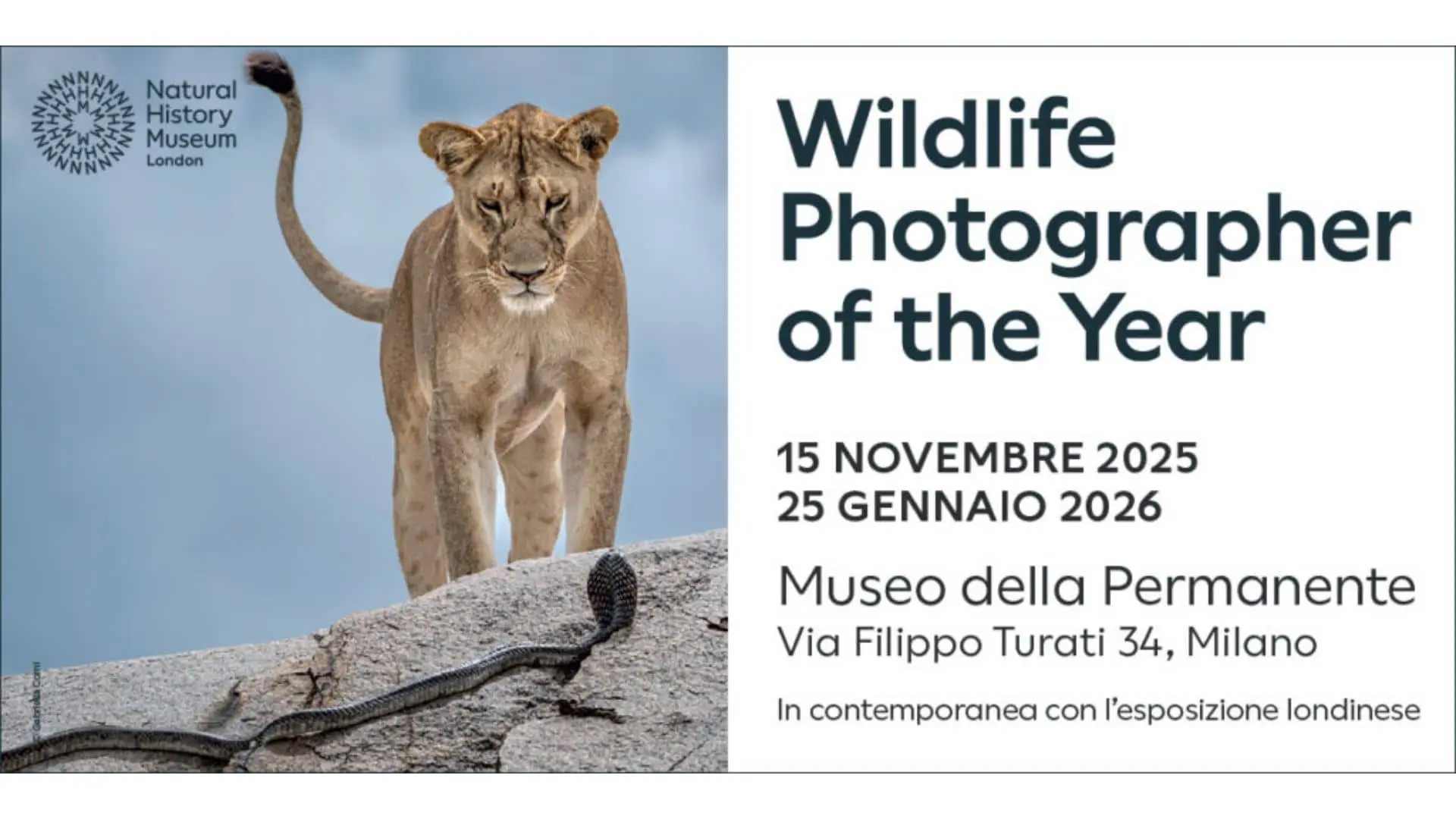 Wildlife Photographer of the Year 2025: 100 Scatti Straordinari alla Mostra di Milano